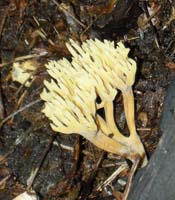 This coral has a more uniform yellow color. 